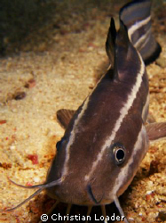 Striped Eel Catfish - saying hello to my camera on a nigh... by Christian Loader 